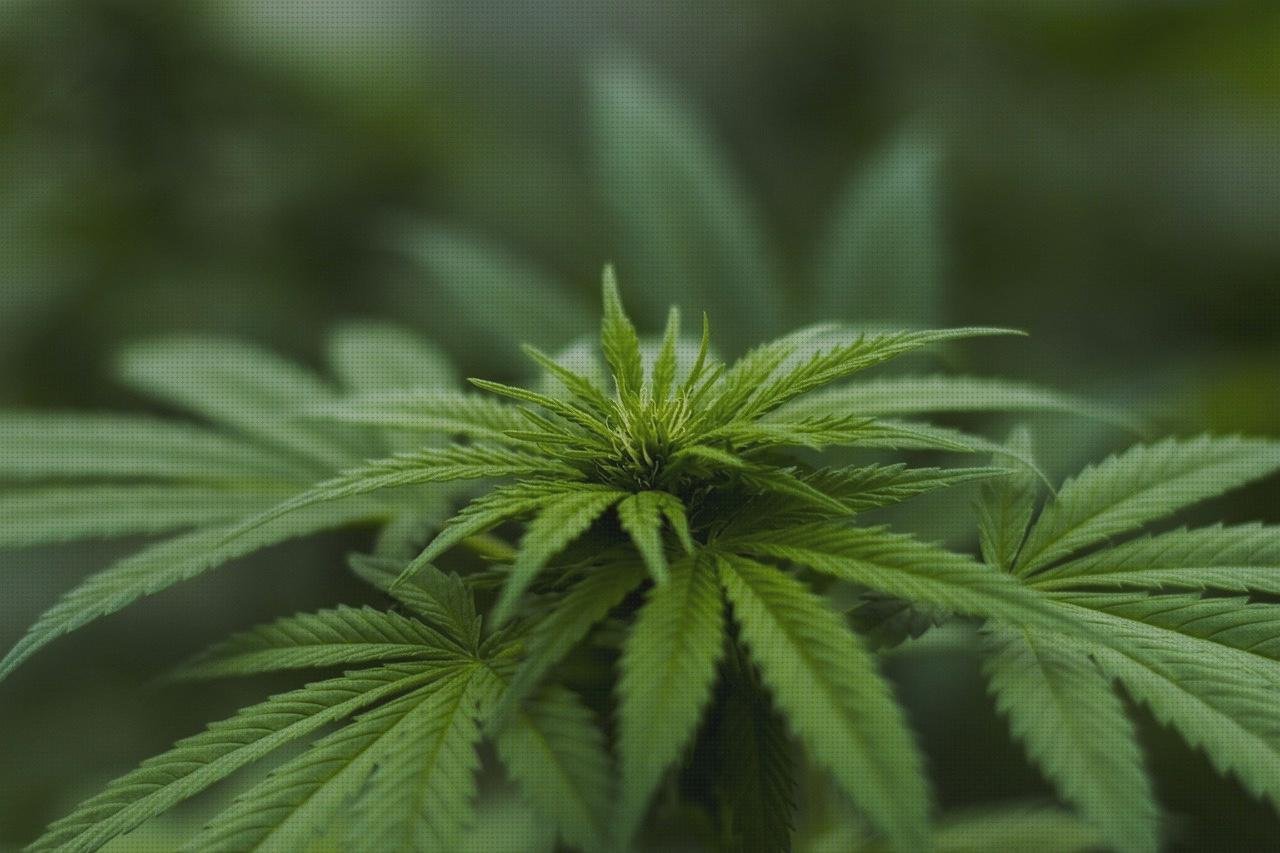 Mejores 19 artículos para plantas médicos