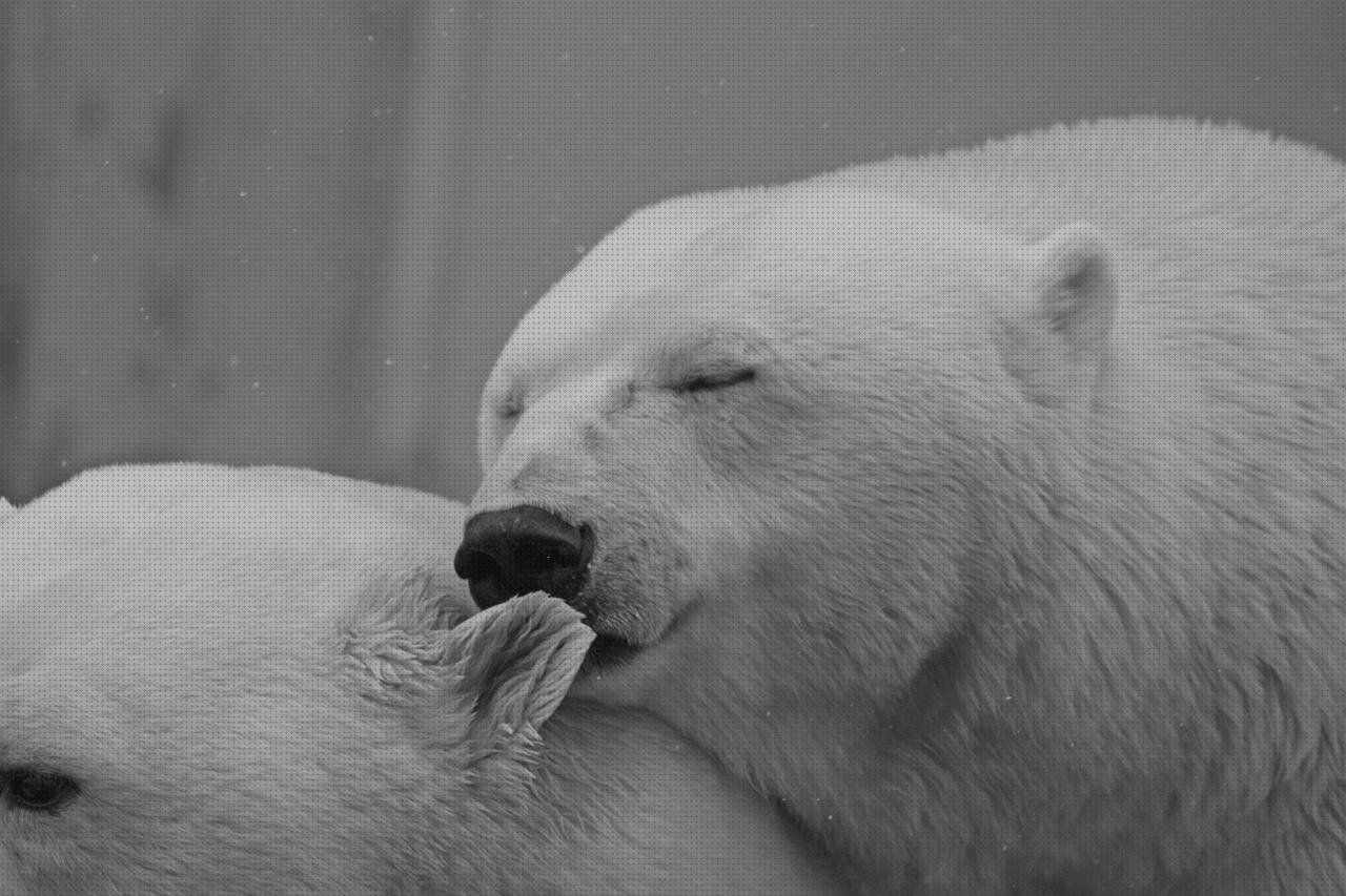 Las mejores marcas de polar cpn tensiometro