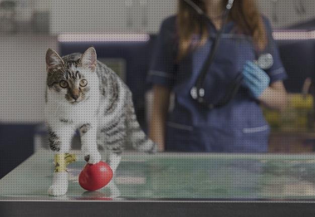 ¿Dónde poder comprar primeros primer estetoscopio?