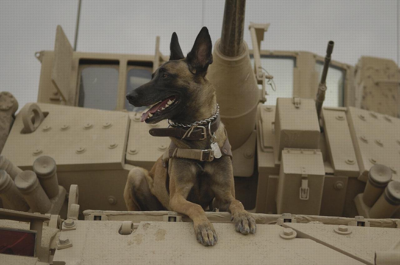 Las mejores marcas de protectores protector pantalla tensiometro