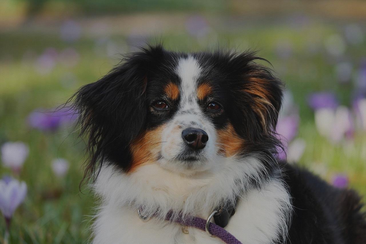 Las mejores protectores protector silicona fonendoscopio