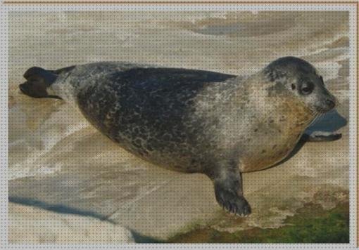 Las mejores pulsioxímetro foca