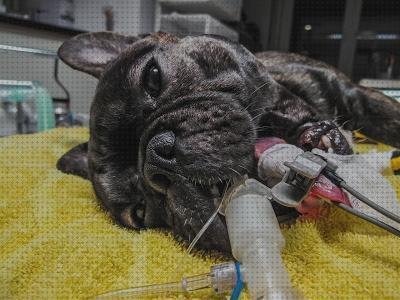 ¿Dónde poder comprar perros pulsioxímetro para perros?