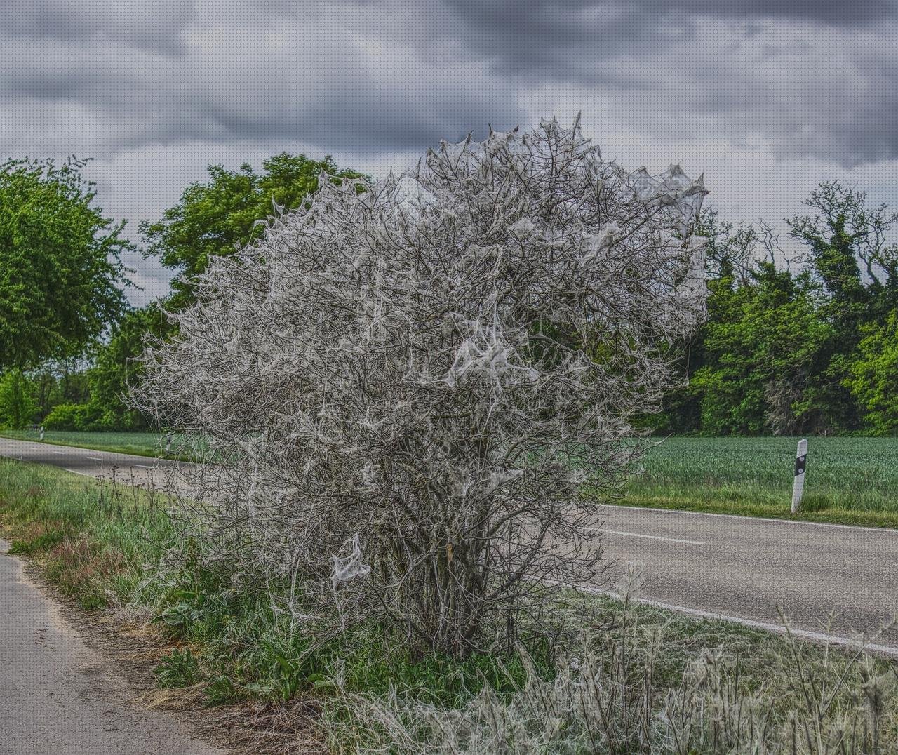 ¿Dónde poder comprar Mas comissao brisanet vendas Mas vendas cinta adesiva Mas vendas perros pata pupas con vendas?