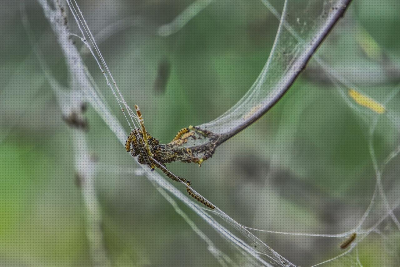 Las mejores marcas de Mas comissao brisanet vendas Mas vendas cinta adesiva Mas vendas perros pata pupas con vendas