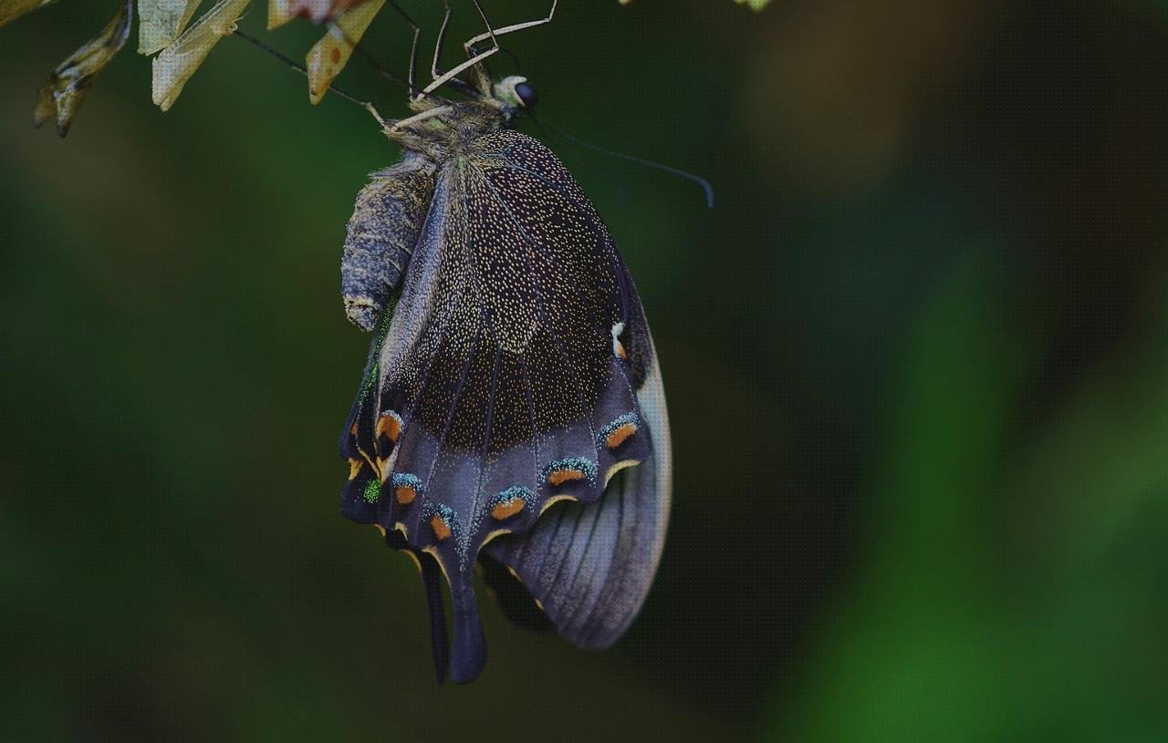 Las mejores Mas comissao brisanet vendas Mas vendas cinta adesiva Mas vendas perros pata pupas con vendas