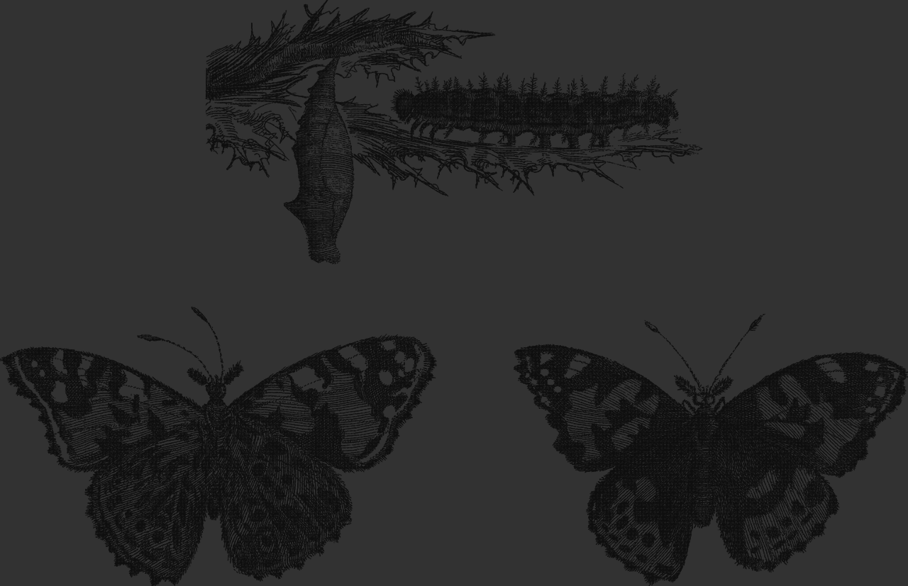 Review de pupas con vendas