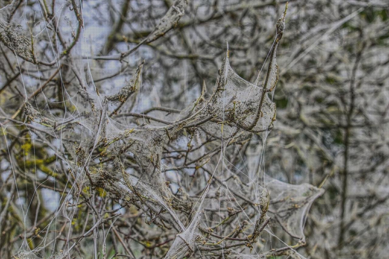 13 Mejores pupas con vendas