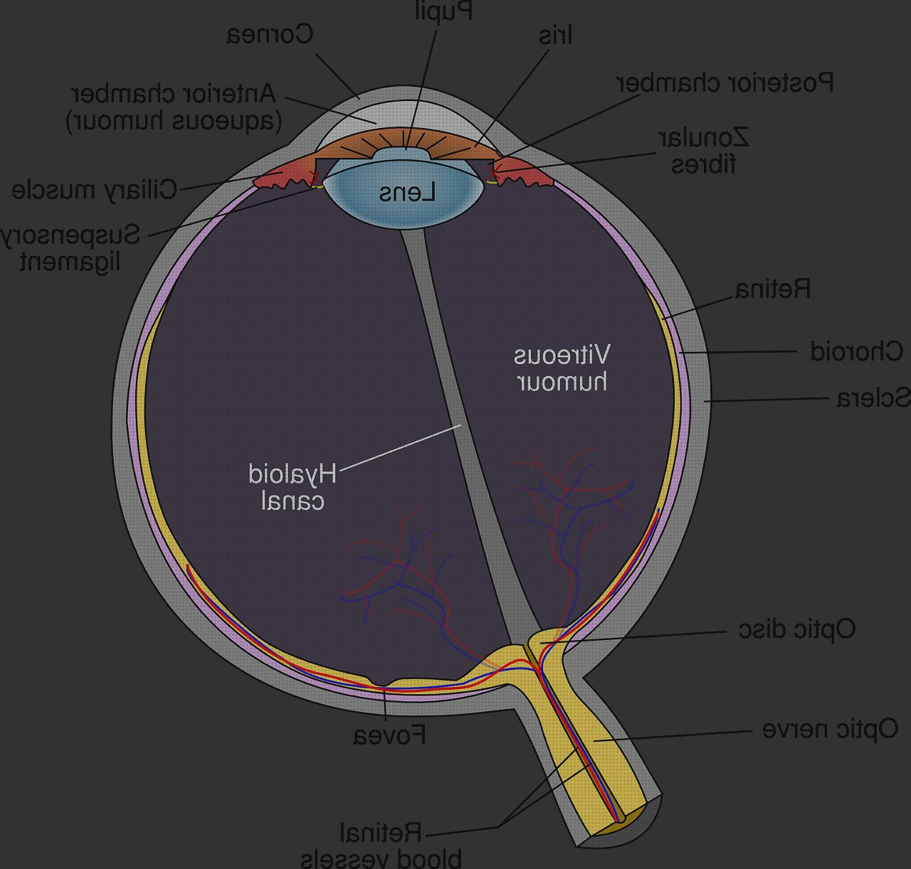Análisis de las 10 mejores retinas médicos