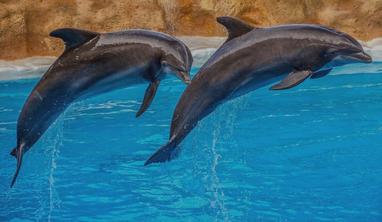 Las mejores Mas comissao brisanet vendas Mas vendas cinta adesiva Mas vendas perros pata riós as vendas