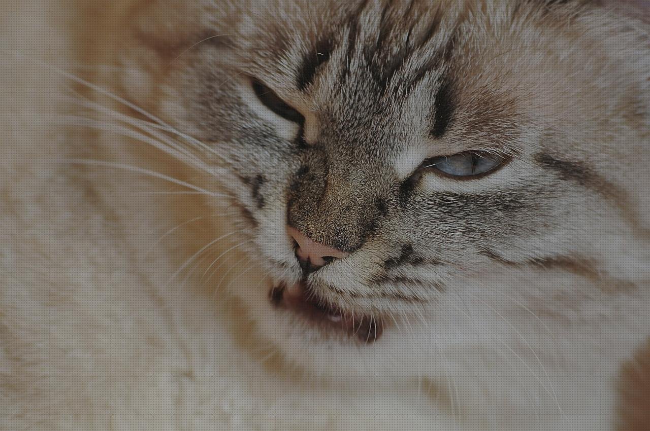 ¿Dónde poder comprar Mas vendas postoperatorias Mas vendas conan Mas vendas medilast rumble vendas?