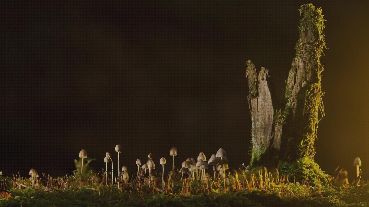 Las mejores Mas set de oftalmoscopio pocketscope oftalmoscopio digital set otoscopio oftalmoscopio