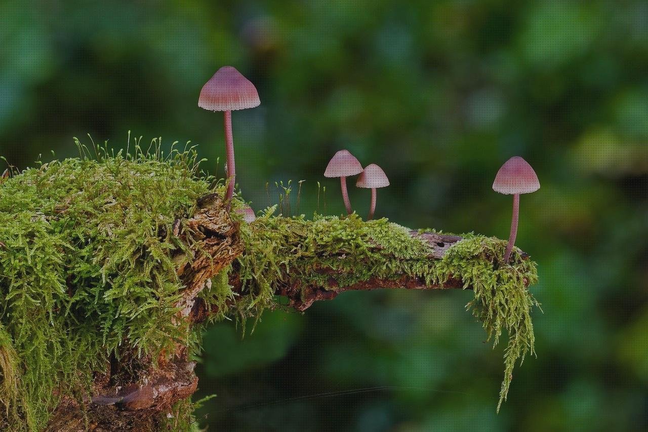 ¿Dónde poder comprar termómetros set termómetros bebe?