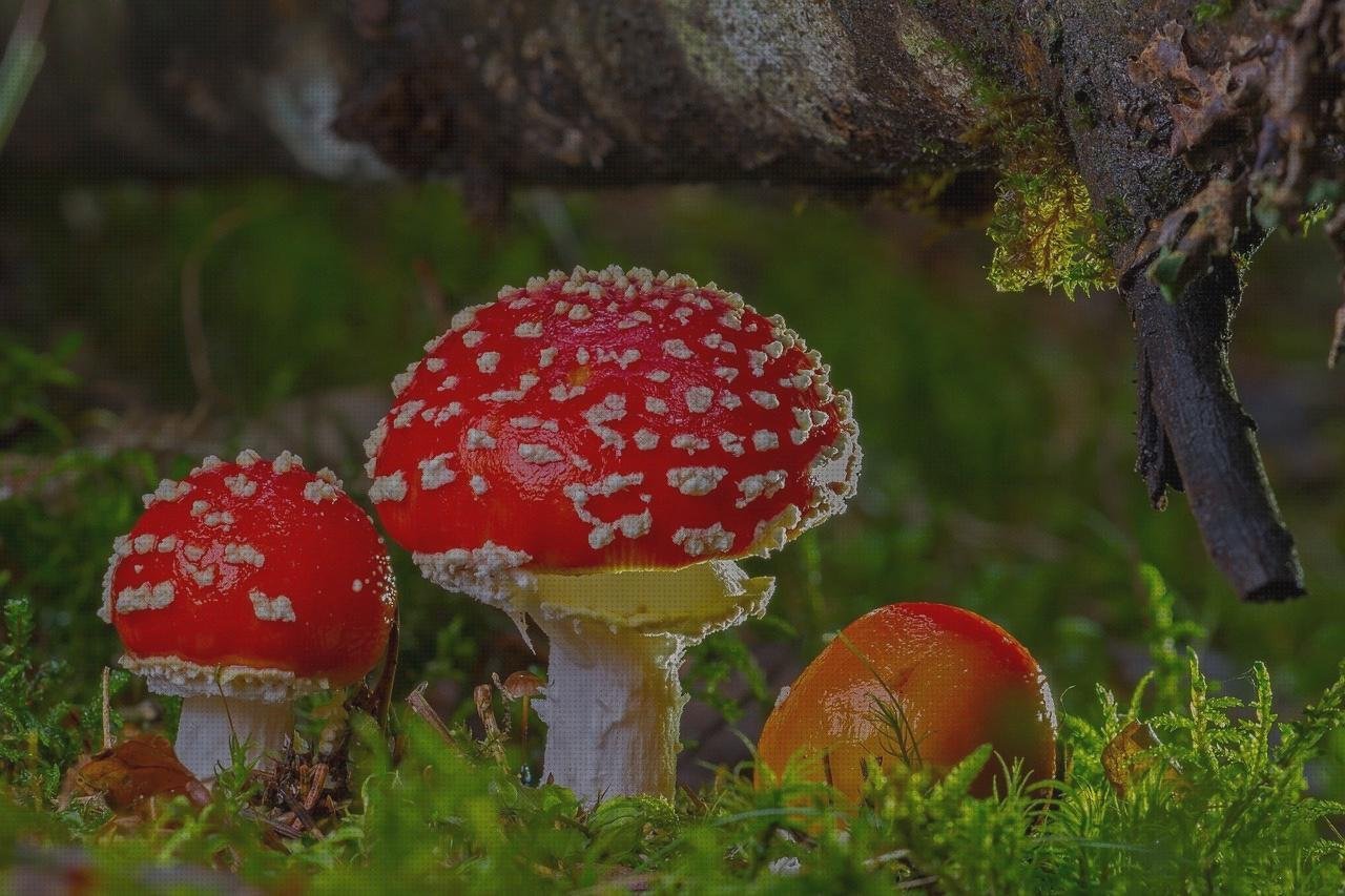 Las mejores marcas de termómetros set termómetros bebe