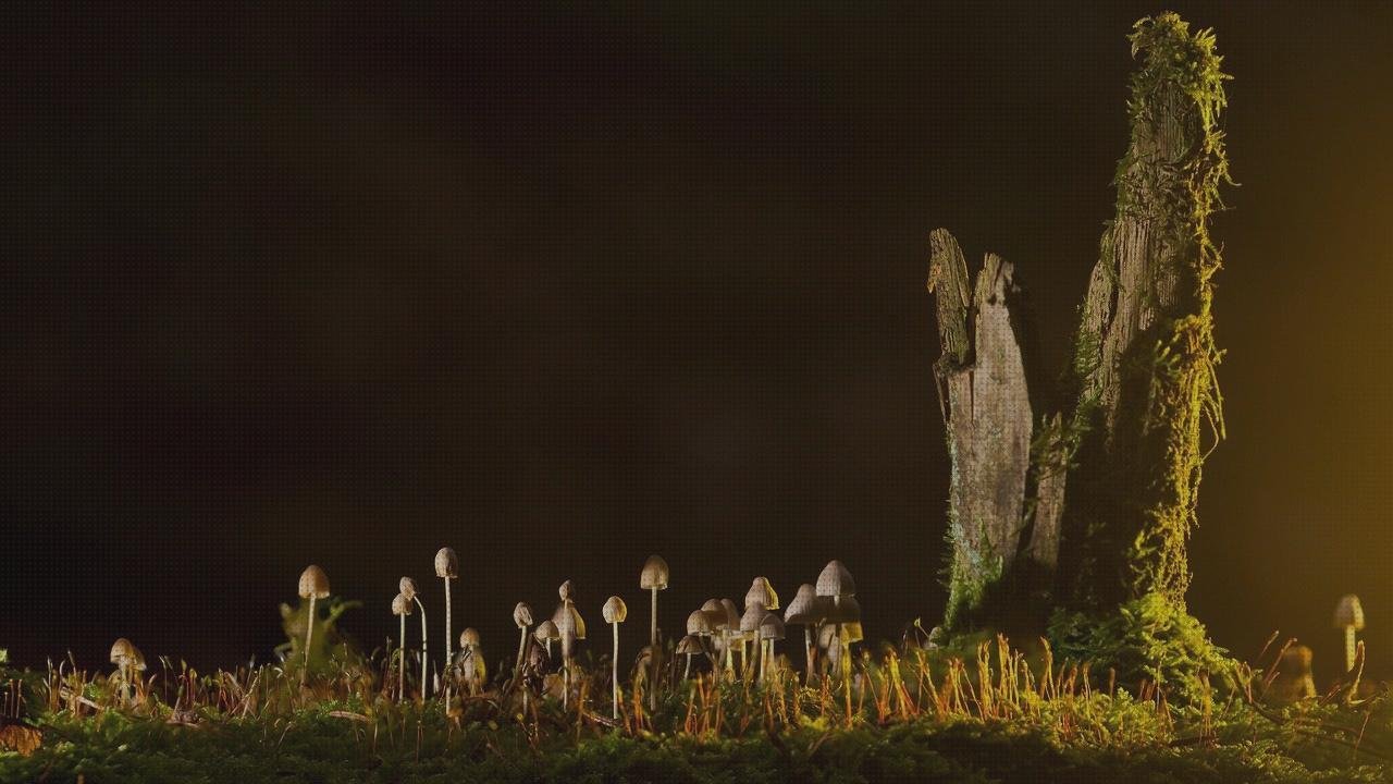 Las mejores termómetros set termómetros bebe