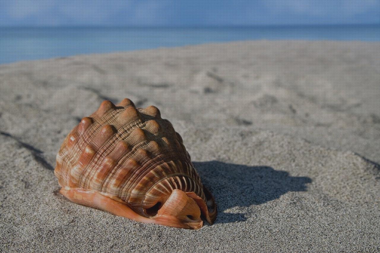 Las mejores marcas de vendas novas vendas shell vendas novas