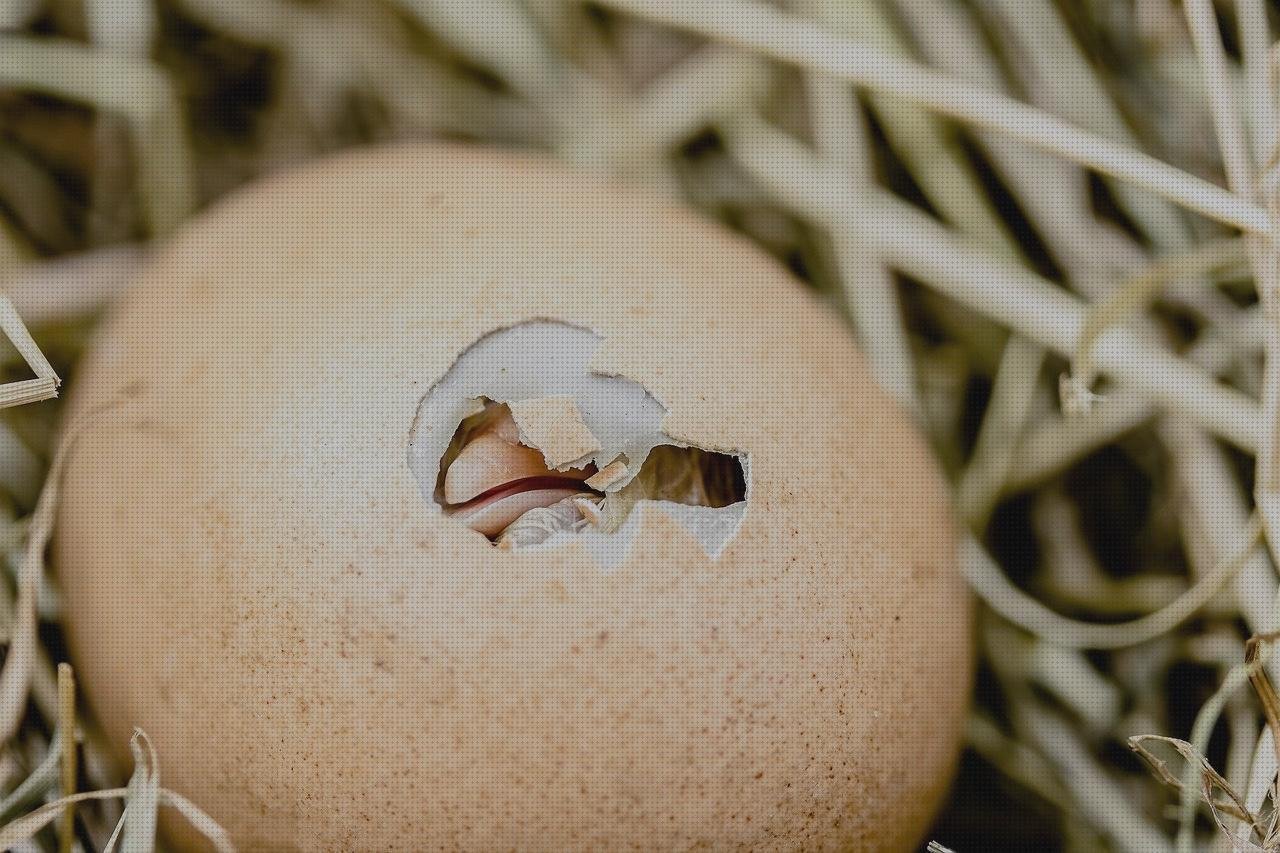 Las mejores vendas novas vendas shell vendas novas