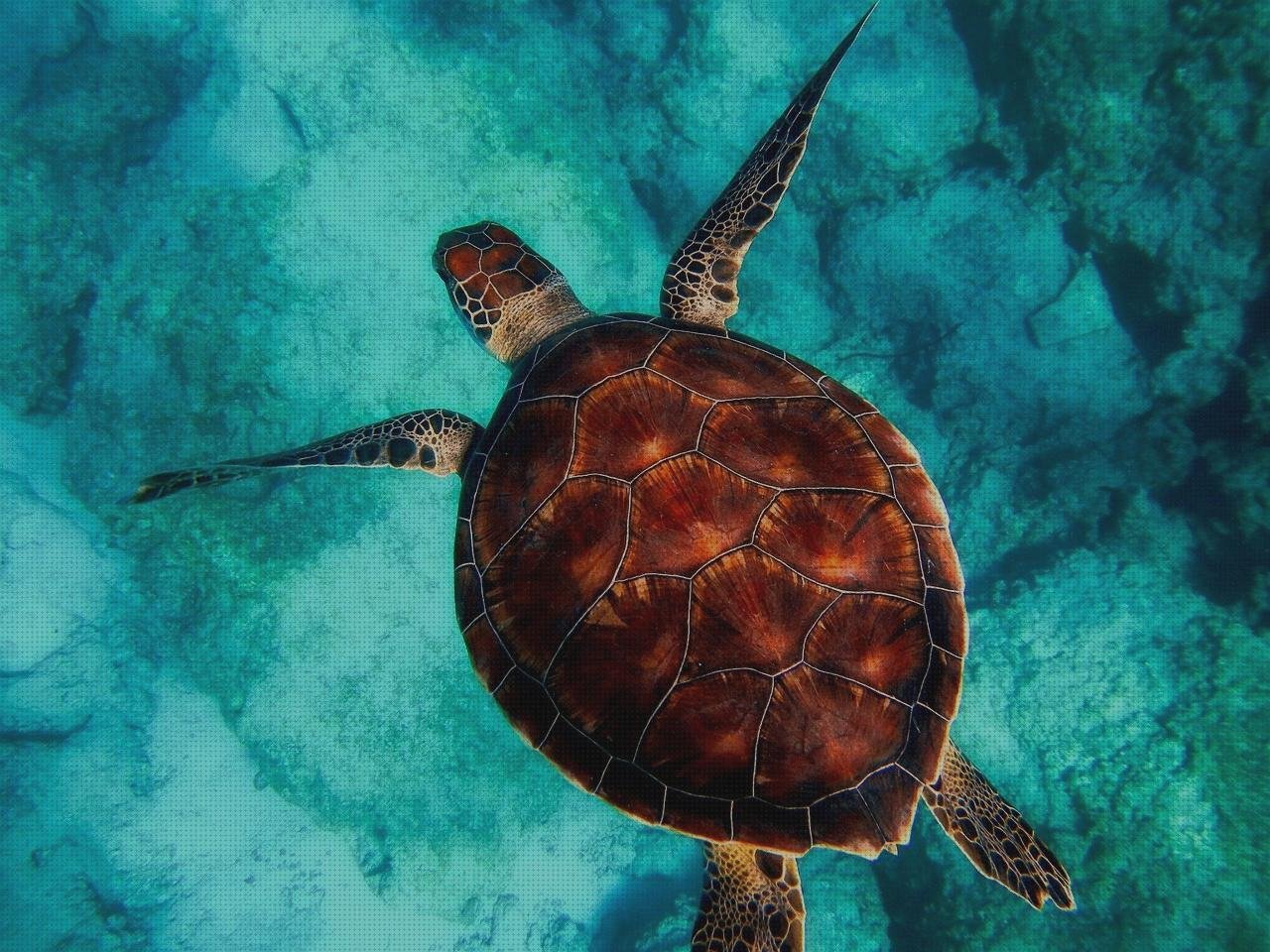 Los 4 Mejores artículos para shell vendas novas