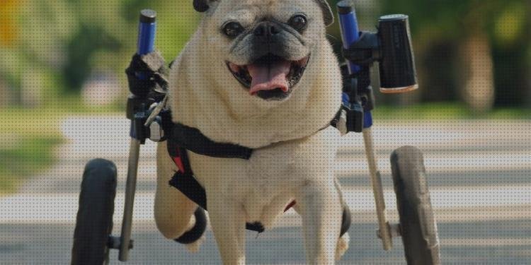Las mejores sillas ruedas silla de ruedas canina