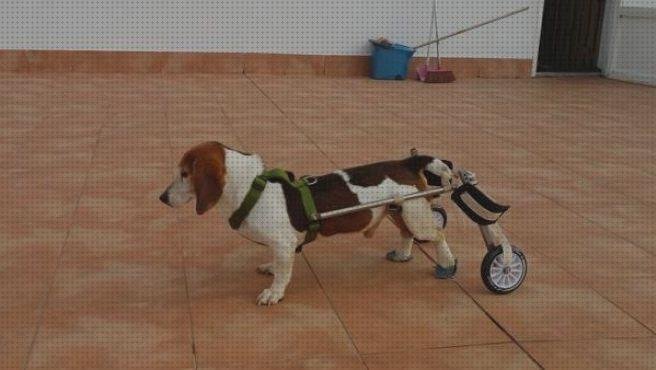 ¿Dónde poder comprar animales ruedas silla de ruedas para animales?