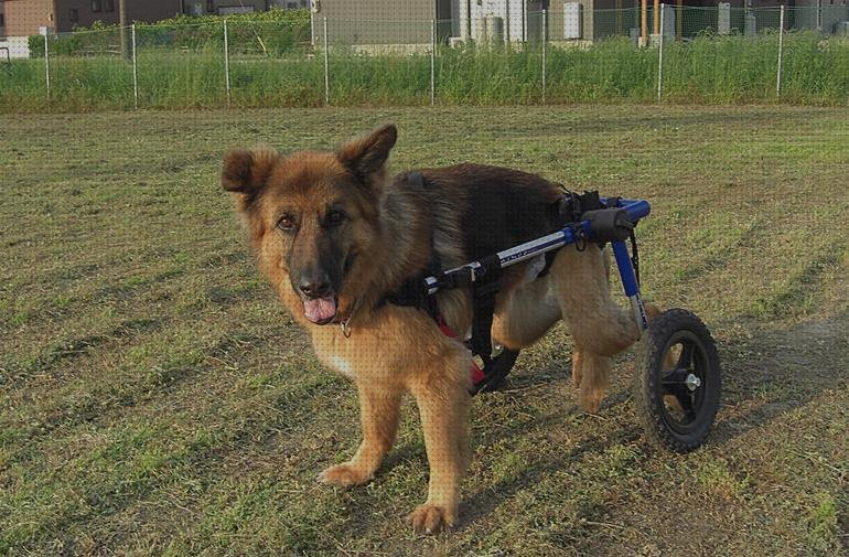 Análisis de las 20 mejores Sillas De Ruedas Para Animales