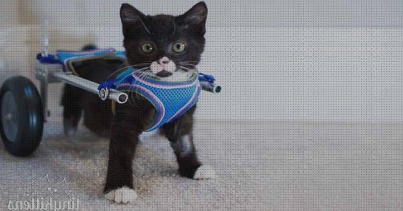 Las mejores 23 Sillas De Ruedas Para Gatos Precios