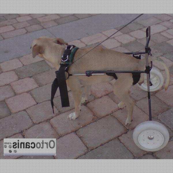 Las 20 Mejores Sillas De Ruedas Para Perros Patas Traseras