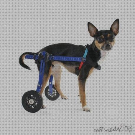 Análisis de las 15 mejores Sillas De Ruedas Para Perros Pequeños