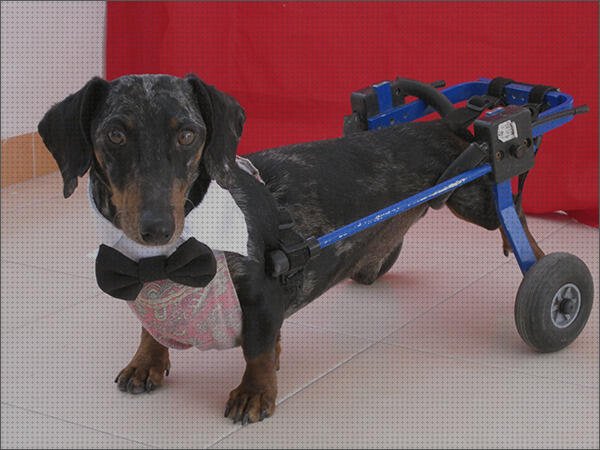 Opiniones de las 17 mejores Sillas De Ruedas Para Perros Salchichas