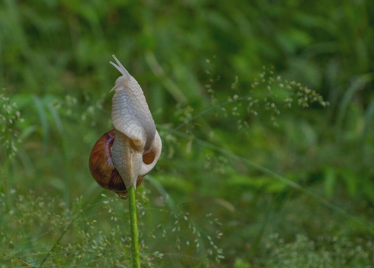 Las 10 Mejores Sondas De Aspiradores De Secreciones