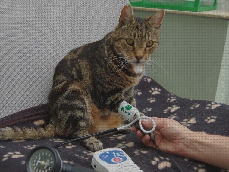 23 Mejores tensiometros felinos
