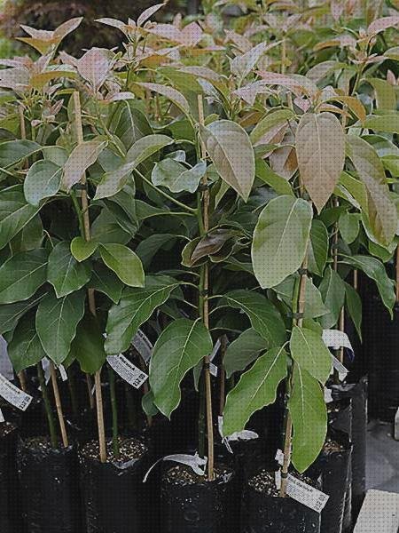 Las mejores tensiometros tensiometro aguacate