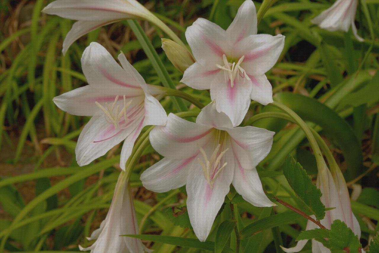 ¿Dónde poder comprar Mas vendas perros pata Mas vendas postoperatorias Mas vendas postoperatorias tubular vendas fris?