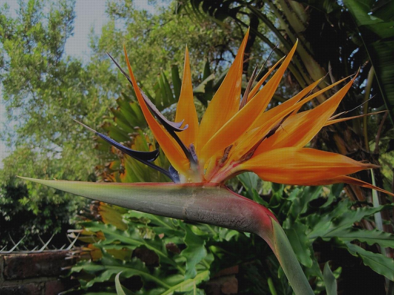 Las mejores marcas de Mas vendas perros pata Mas vendas postoperatorias Mas vendas postoperatorias tubular vendas fris