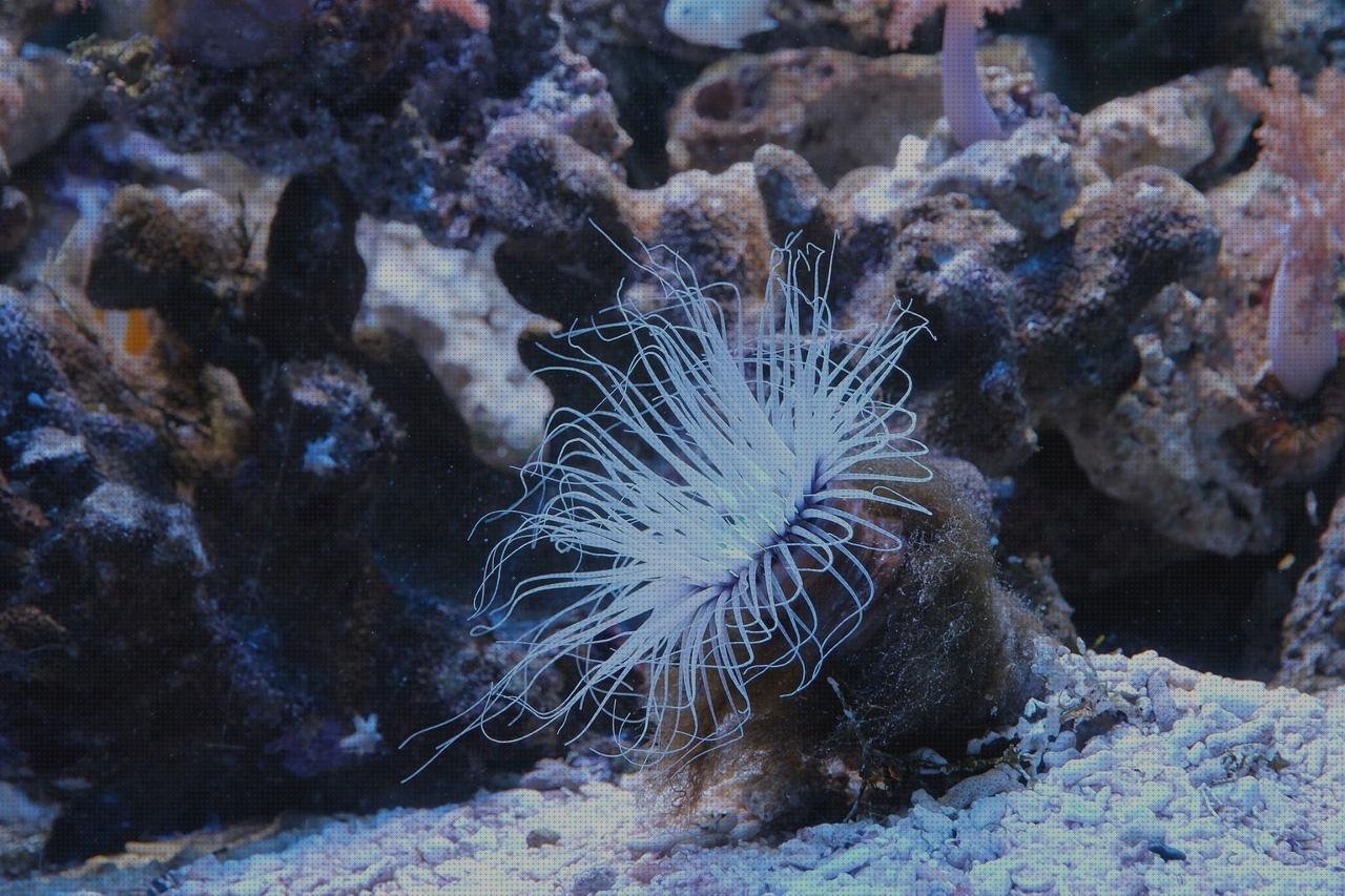 Las mejores Mas vendas perros pata Mas vendas postoperatorias Mas vendas postoperatorias tubular vendas fris