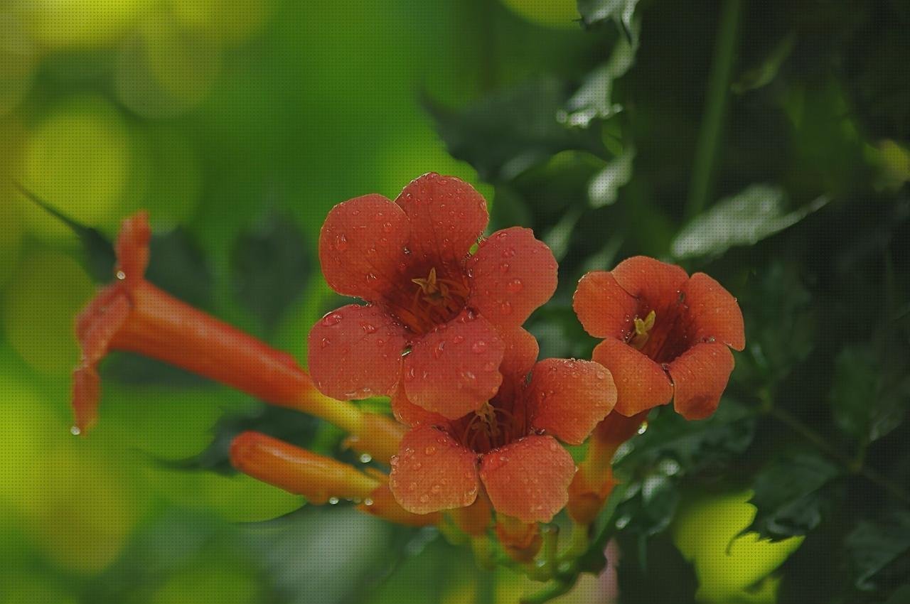 Review de tubular vendas fris