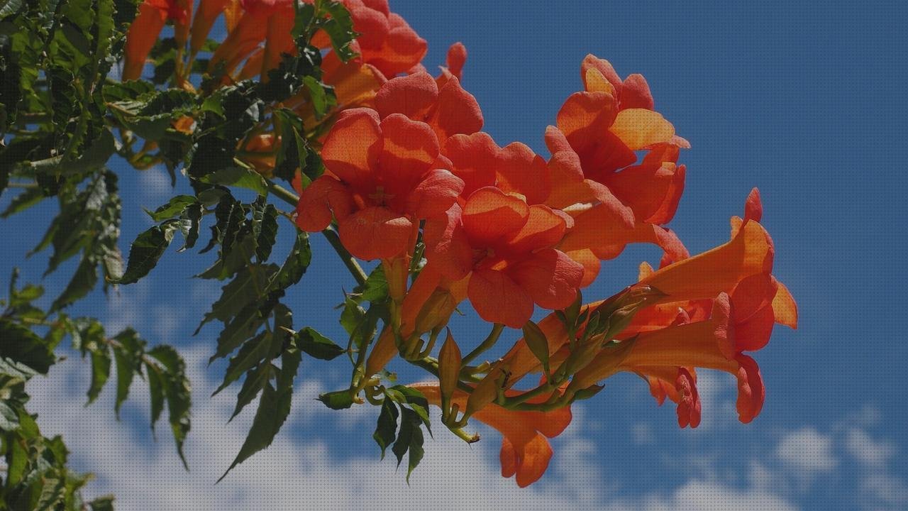 TOP 21 tubulares vendas fris del mundo