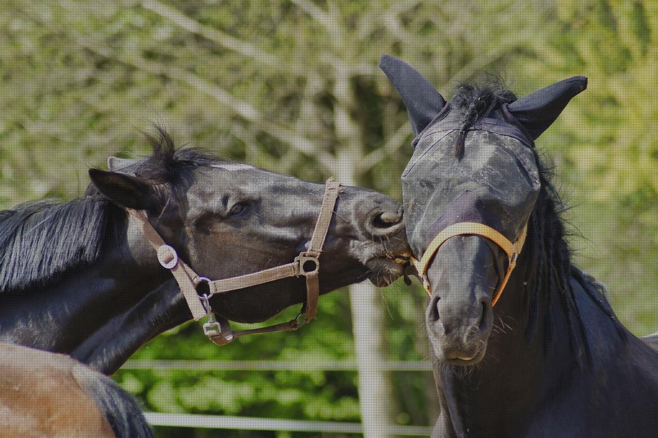 Review de vendas caballo con corona