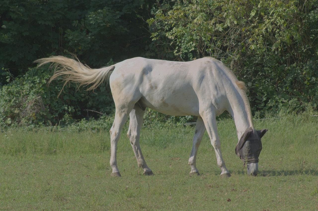 Las 7 Mejores Vendas Caballos Con Coronas