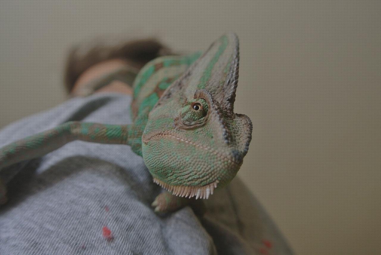 ¿Dónde poder comprar vendas anky vendas vendas color verde oscuro anky?