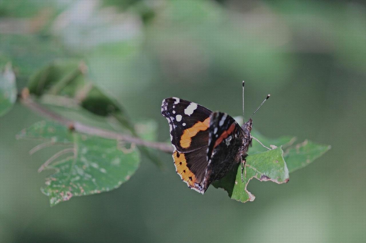 Las mejores marcas de vendas manchadas Mas vendas conan Mas vendas medilast vendas manchadas de sangre