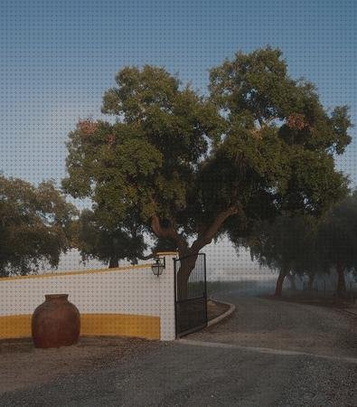 ¿Dónde poder comprar vendas novas vendas vendas novas evora portuga?