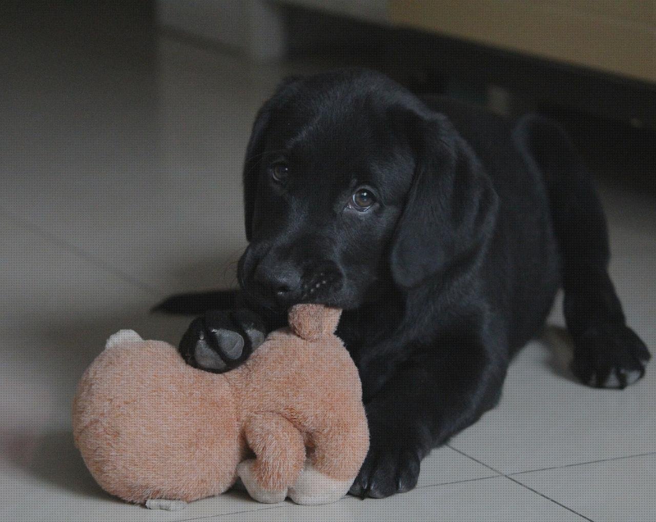 Las mejores 20 Vendas Para Perros Patas