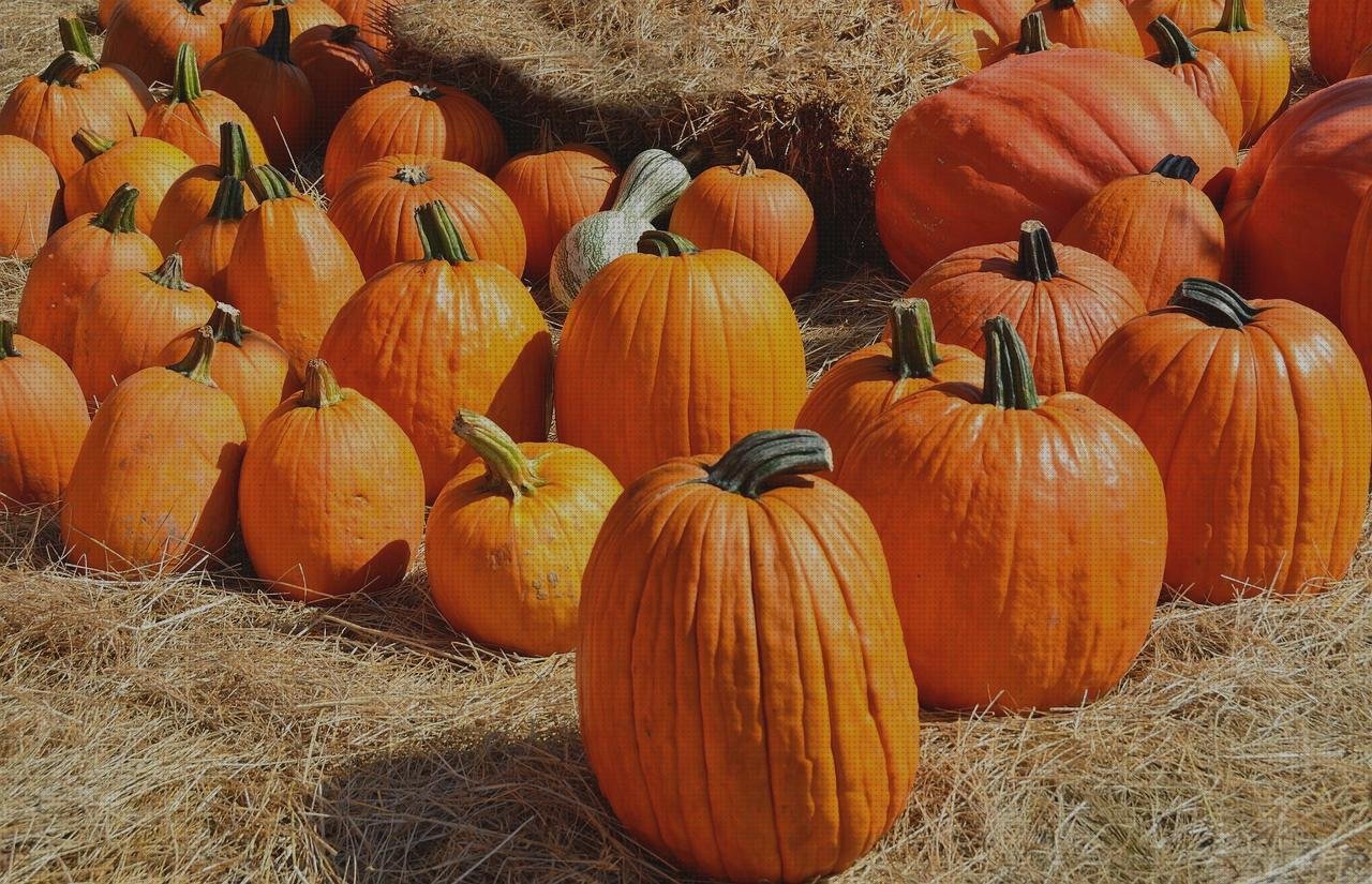 Las mejores vendas muay thai Mas vendas perros pata Mas vendas postoperatorias vendas tradicionales muay thai