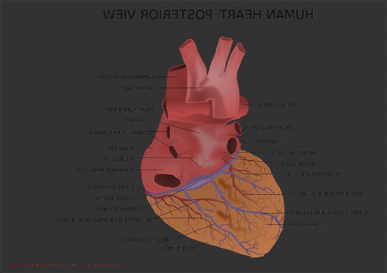 Análisis de los 10 mejores ventricular médicos