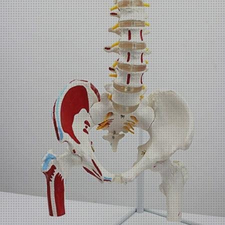 Los 18 Mejores productos vertebrales médicos